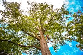 How Our Tree Care Process Works  in  Sauk Centre, MN