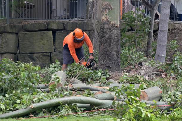 Professional Tree Care  in Sauk Centre, MN